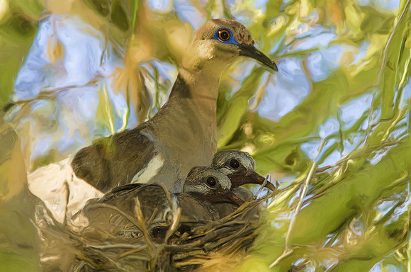 White-wing family