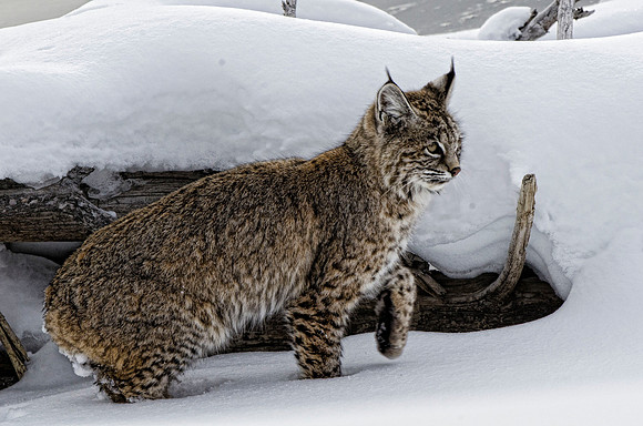 Hunting bobcat #6