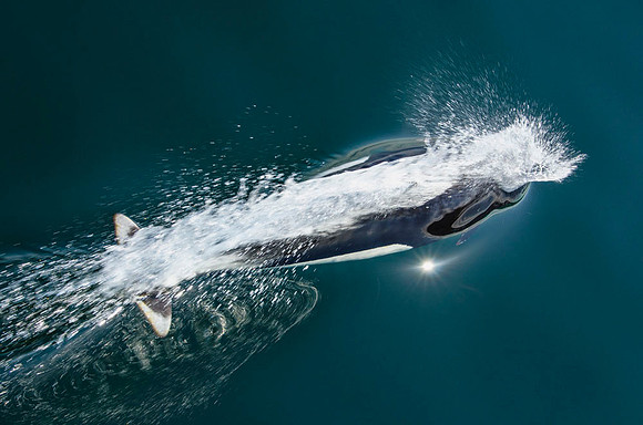 Bow-riding Dall's porpoise #1