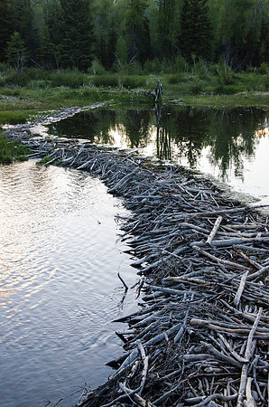 Work of an excellent ecosystem engineer