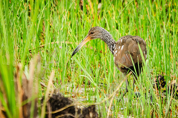 Limpkin