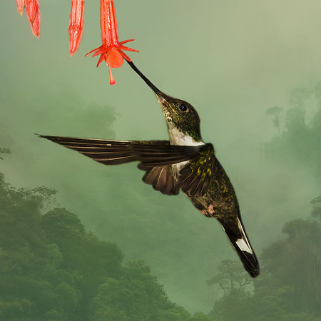 Collared inca hummingbird