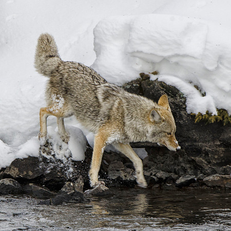 Coyote hunting #1