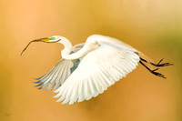 Great Egret #2