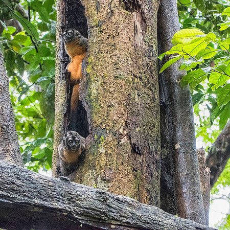 A family of night monkeys
