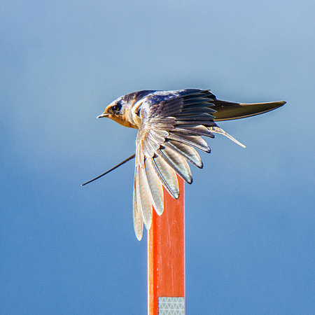 Barn Swallow