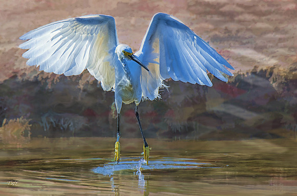 Snowy egret