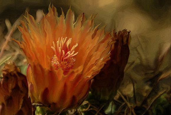 Barrel cactus flower