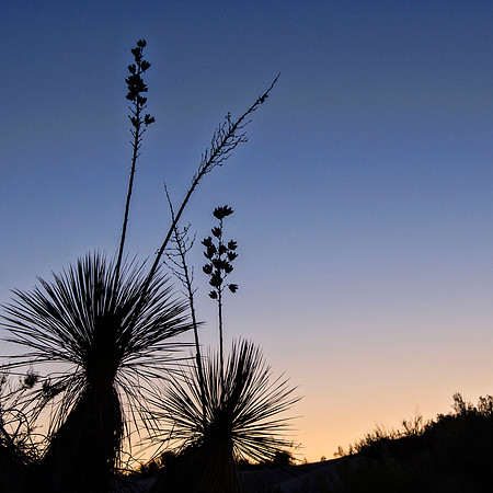 Yuccas before sunrise