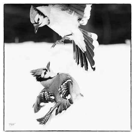 Blue jays #2
