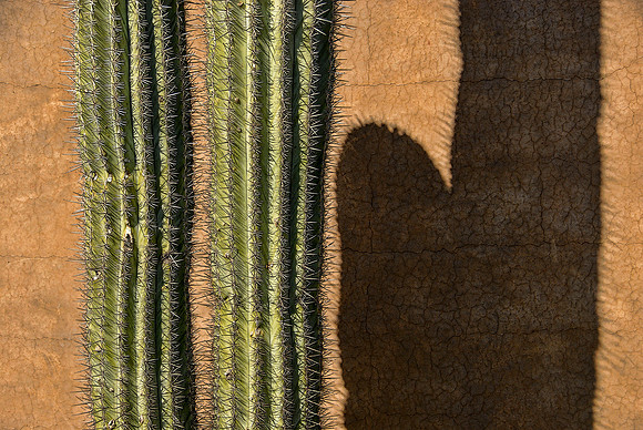 Saguaro in myth and reality