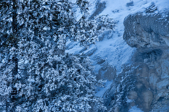 Frosted pine