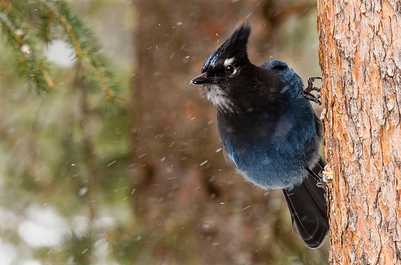 Steller's jay #2