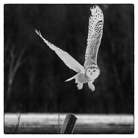 Snowy owl #7