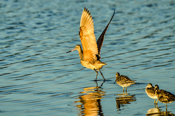 Marbled godwit at lift off
