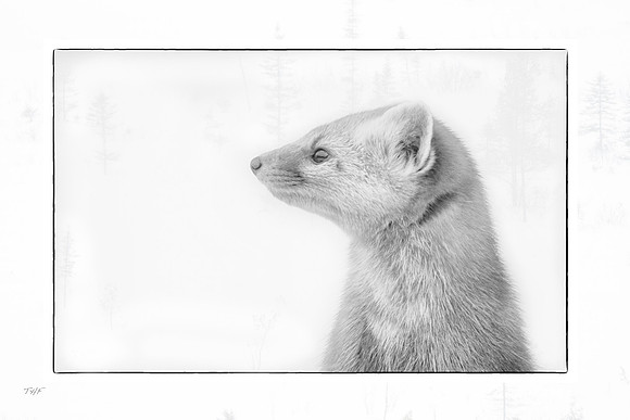 Pine marten #1