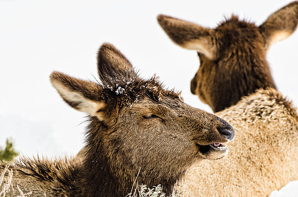 Cow elks resting