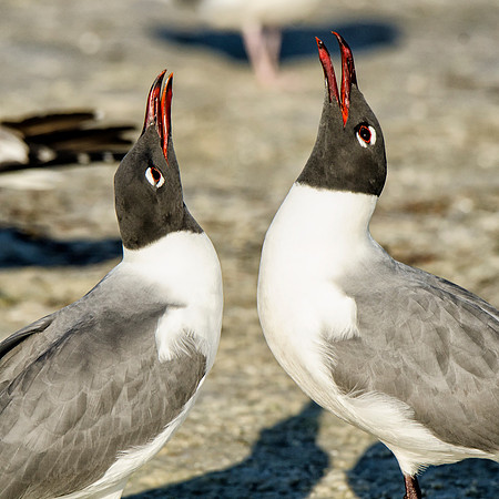 Laughing gull courtship #3