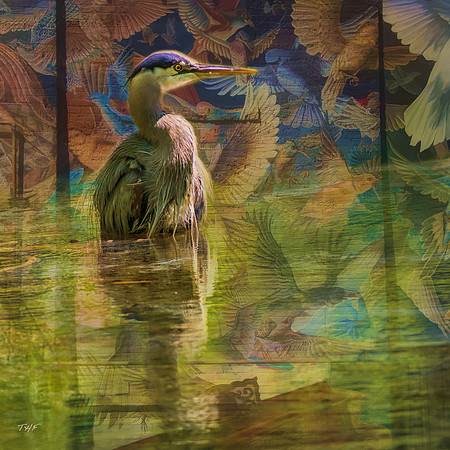 Fort Royal great blue heron